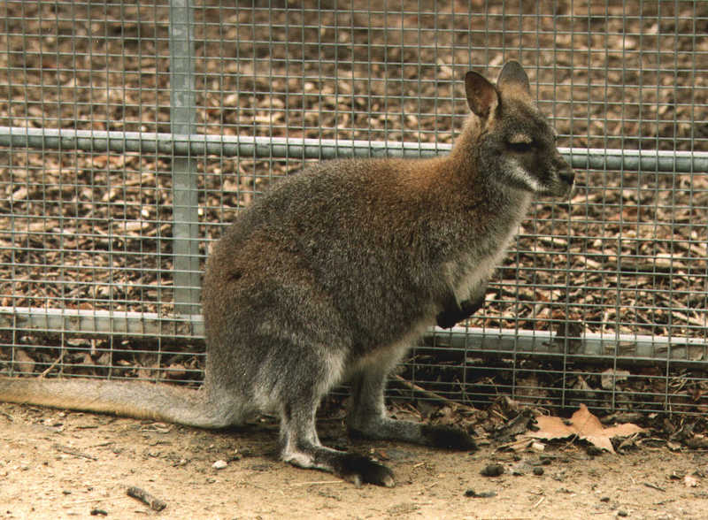 Red-necked Wallaby (Macropus rufogriseus) {!--붉은목왈라비-->; DISPLAY FULL IMAGE.