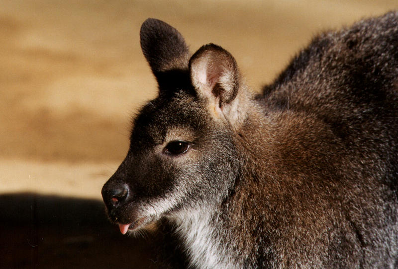 Red-necked Wallaby (Macropus rufogriseus) {!--붉은목왈라비-->; DISPLAY FULL IMAGE.
