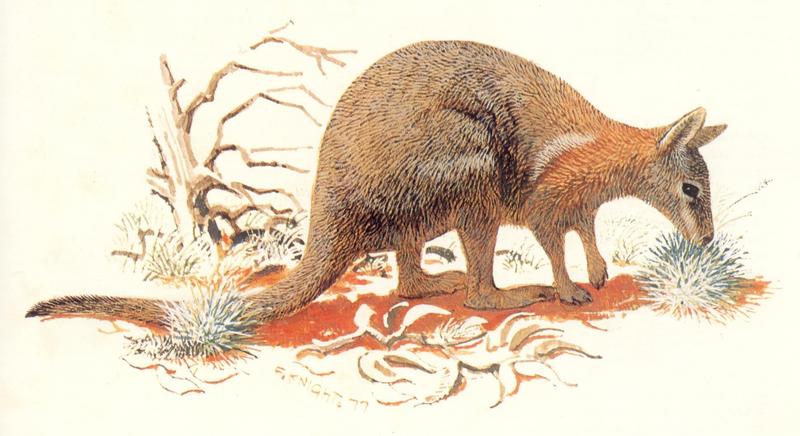 Crescent Nail-tailed Wallaby (Onychogalea lunata) {!--반달발톱꼬리왈라비-->; DISPLAY FULL IMAGE.