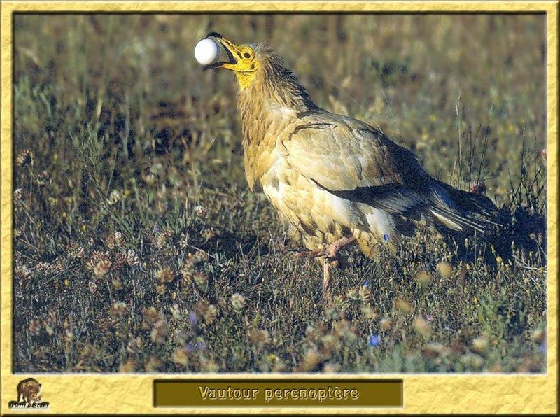 Egyptian Vulture (Neophron percnopterus) {!--이집트대머리수리-->; DISPLAY FULL IMAGE.