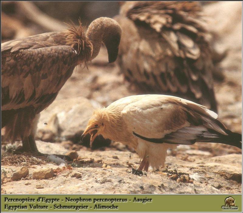 Egyptian Vulture (Neophron percnopterus) {!--이집트대머리수리-->; DISPLAY FULL IMAGE.