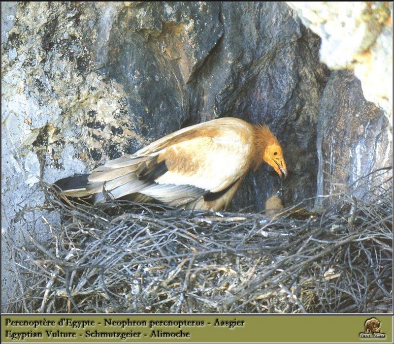 Egyptian Vulture (Neophron percnopterus) {!--이집트대머리수리-->; DISPLAY FULL IMAGE.