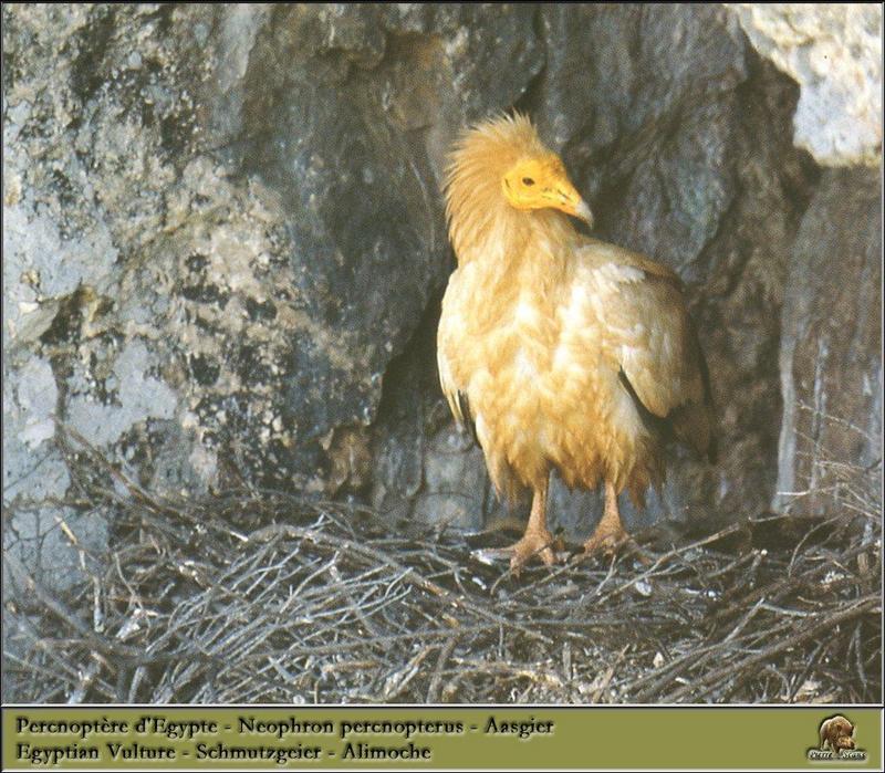 Egyptian Vulture (Neophron percnopterus) {!--이집트대머리수리-->; DISPLAY FULL IMAGE.