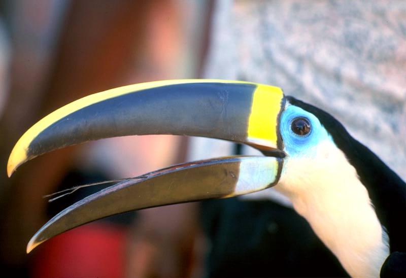 Toucan (Ramphastidae) {!--왕부리-->; DISPLAY FULL IMAGE.