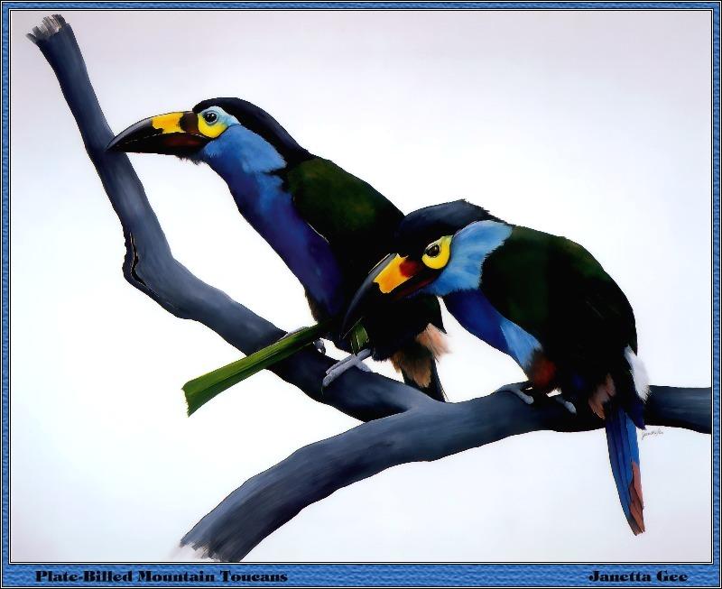 Plate-billed Mountain Toucan (Andigena laminirostris) {!--에콰도르산왕부리-->; DISPLAY FULL IMAGE.