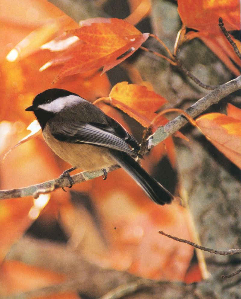 Black-capped Chickadee (Parus atricapillus) {!--검은머리쇠박새(아메리카쇠박새)-->; DISPLAY FULL IMAGE.
