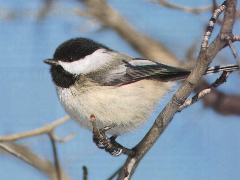 Black-capped Chickadee (Parus atricapillus) {!--검은머리쇠박새(아메리카쇠박새)-->; DISPLAY FULL IMAGE.