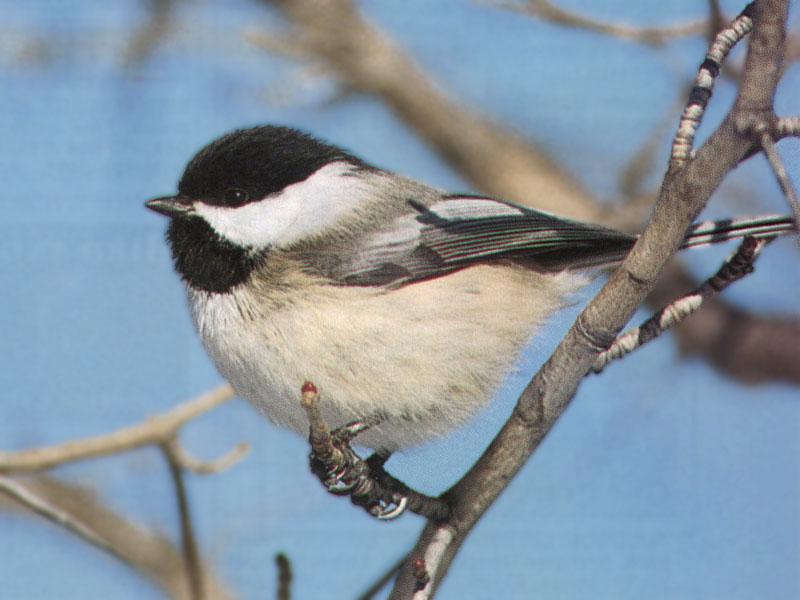 Black-capped Chickadee (Parus atricapillus) {!--검은머리쇠박새(아메리카쇠박새)-->; DISPLAY FULL IMAGE.