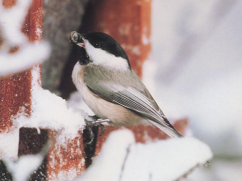 Carolina Chickadee (Parus carolinensis) {!--미국쇠박새-->; DISPLAY FULL IMAGE.