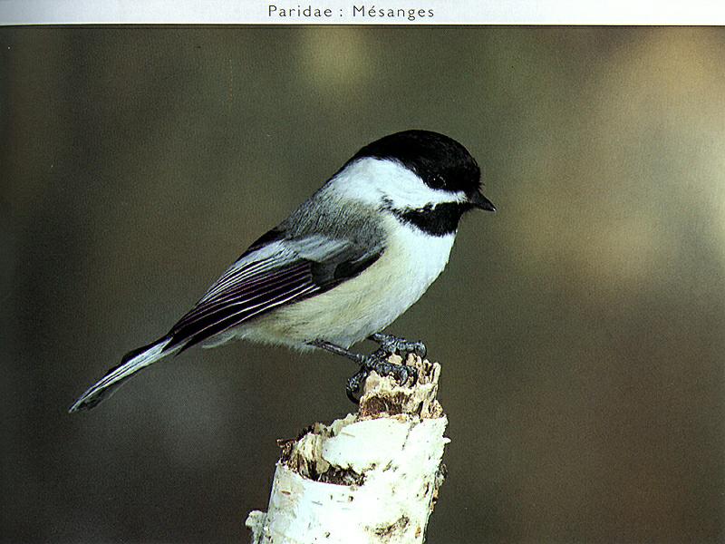 Carolina Chickadee (Parus carolinensis) {!--미국쇠박새-->; DISPLAY FULL IMAGE.