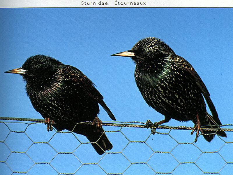 Common Starling (Sturnus vulgaris) {!--흰점찌르레기-->; DISPLAY FULL IMAGE.