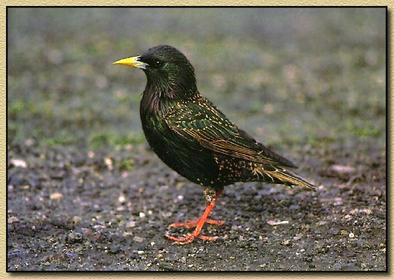Common Starling (Sturnus vulgaris) {!--흰점찌르레기-->; DISPLAY FULL IMAGE.