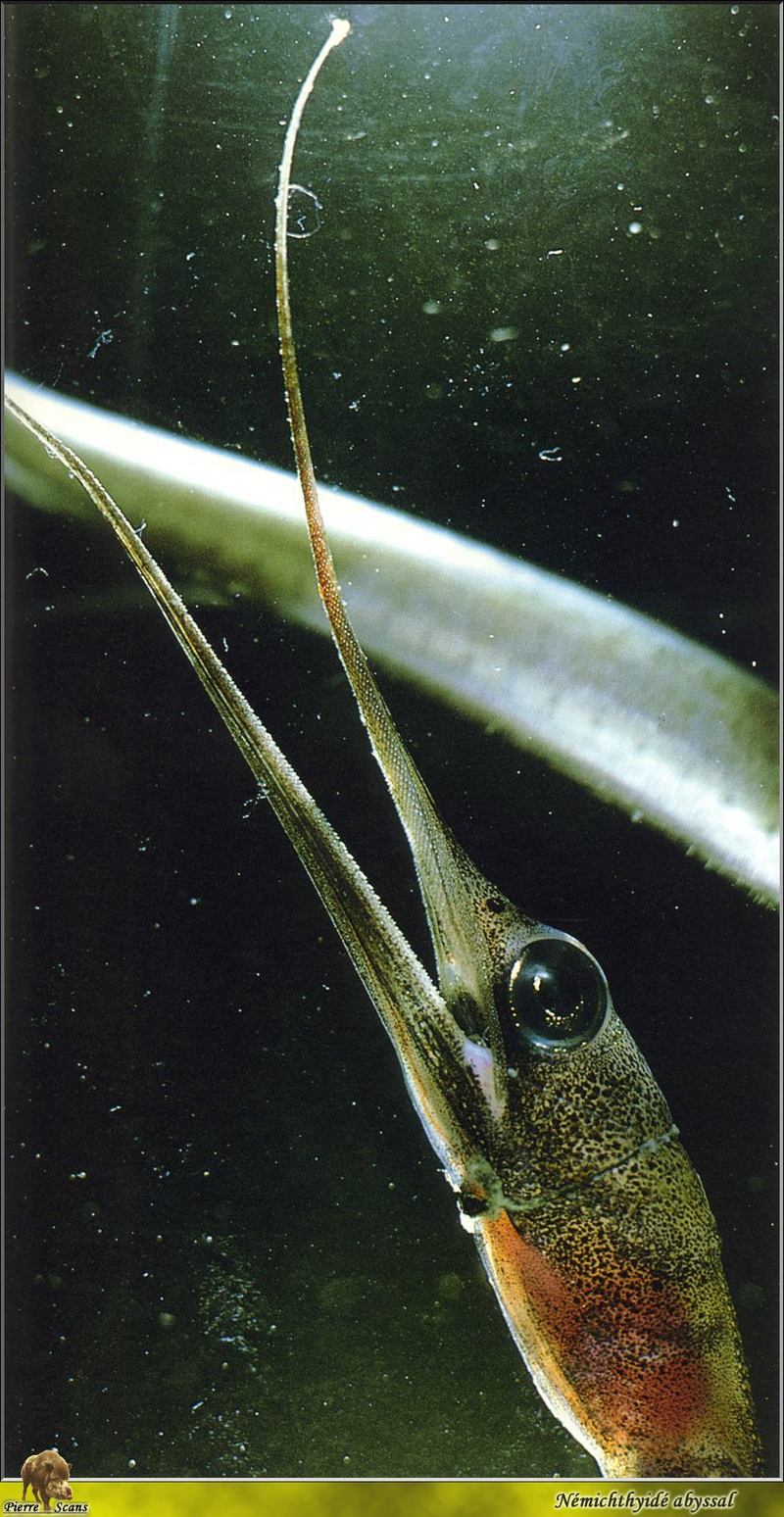 Squid {!--오징어류-->; DISPLAY FULL IMAGE.