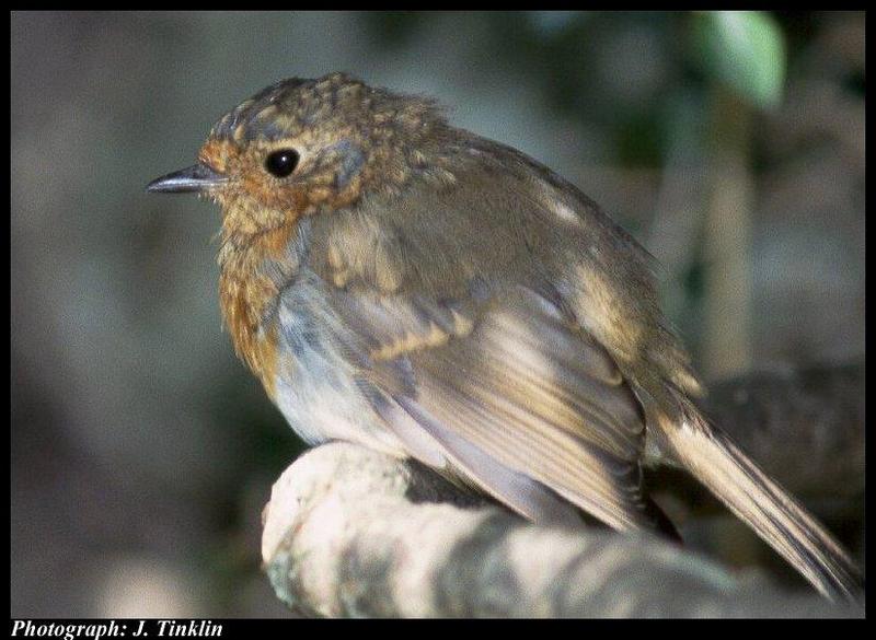 European Robin juvenile (Erithacus rubecula) {!--유럽붉은가슴울새(유럽울새)-->; DISPLAY FULL IMAGE.