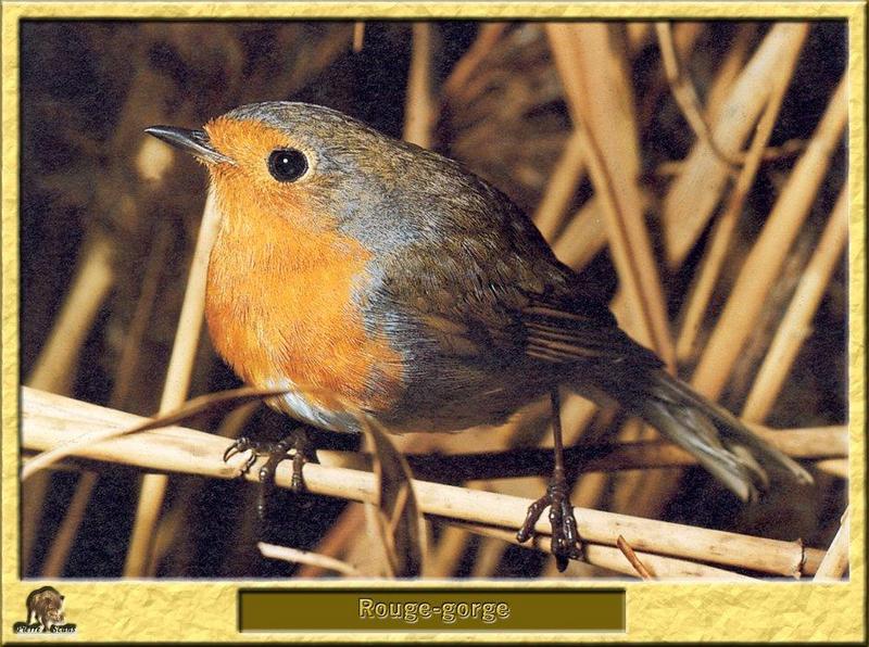 European Robin (Erithacus rubecula) {!--유럽붉은가슴울새(유럽울새)-->; DISPLAY FULL IMAGE.