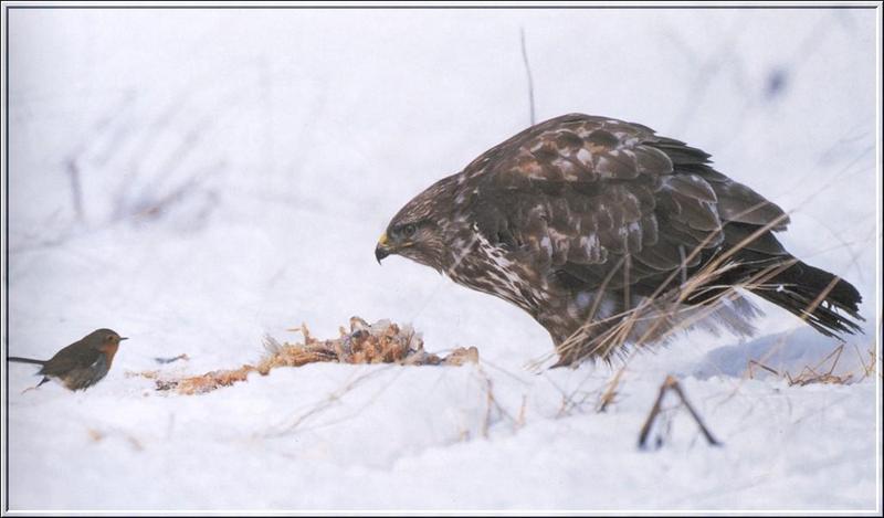 European Robin (Erithacus rubecula) {!--유럽붉은가슴울새(유럽울새)--> & Hawk; DISPLAY FULL IMAGE.