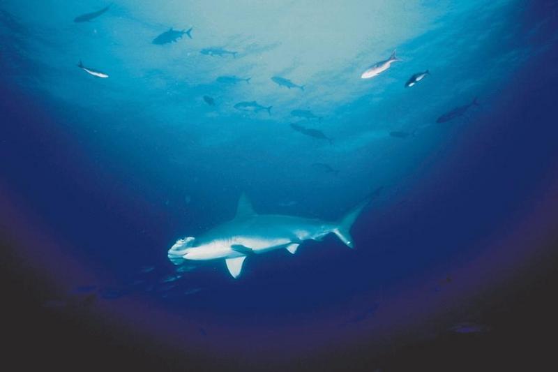 Hammerhead Shark (Sphyrna sp.) {!--귀상어류-->; DISPLAY FULL IMAGE.