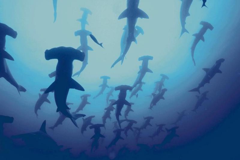 Hammerhead Shark (Sphyrna sp.) {!--귀상어류-->; DISPLAY FULL IMAGE.