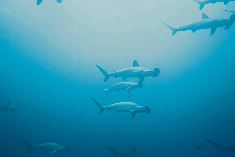 Hammerhead Shark (Sphyrna sp.) {!--귀상어류-->; DISPLAY FULL IMAGE.