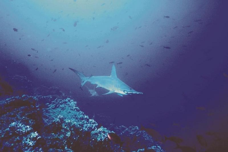 Hammerhead Shark (Sphyrna sp.) {!--귀상어류-->; DISPLAY FULL IMAGE.