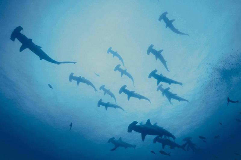 Hammerhead Shark (Sphyrna sp.) {!--귀상어류-->; DISPLAY FULL IMAGE.