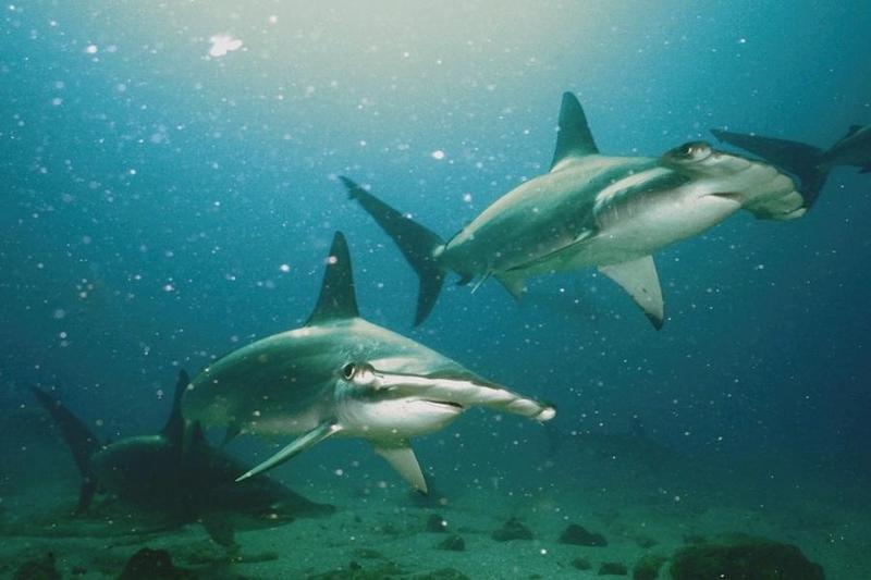 Hammerhead Shark (Sphyrna sp.) {!--귀상어류-->; DISPLAY FULL IMAGE.