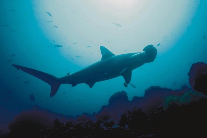 Hammerhead Shark (Sphyrna sp.) {!--귀상어류-->; DISPLAY FULL IMAGE.