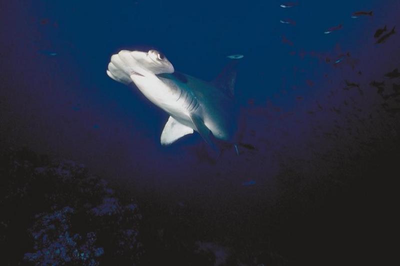 Hammerhead Shark (Sphyrna sp.) {!--귀상어류-->; DISPLAY FULL IMAGE.