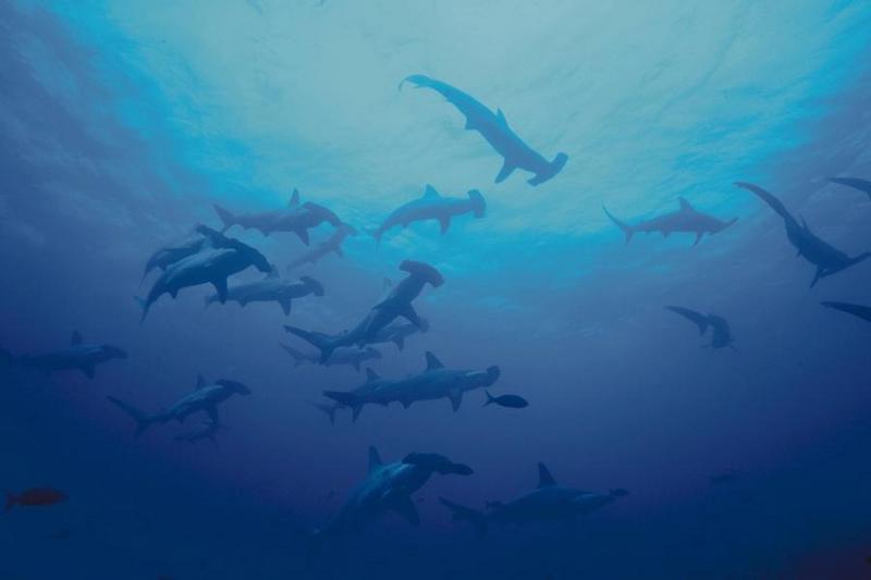 Hammerhead Shark (Sphyrna sp.) {!--귀상어류-->; DISPLAY FULL IMAGE.