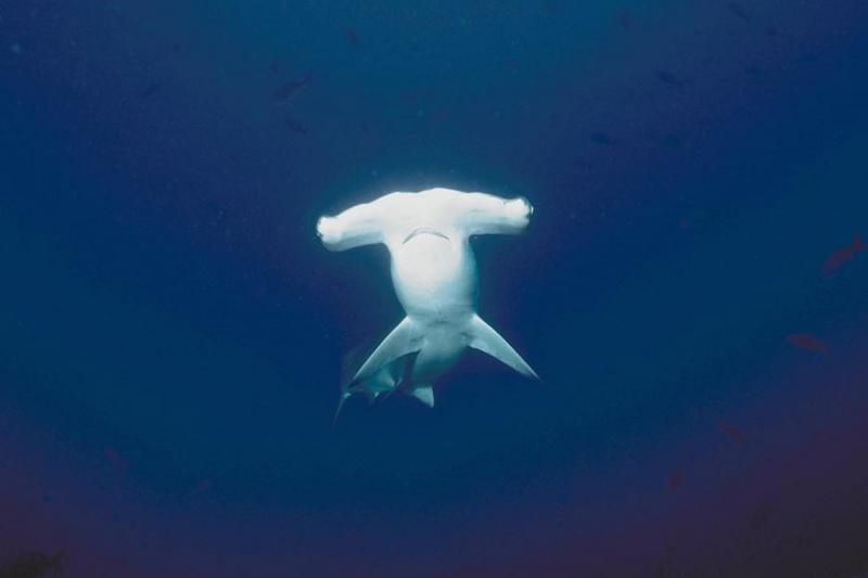 Hammerhead Shark (Sphyrna sp.) {!--귀상어류-->; DISPLAY FULL IMAGE.