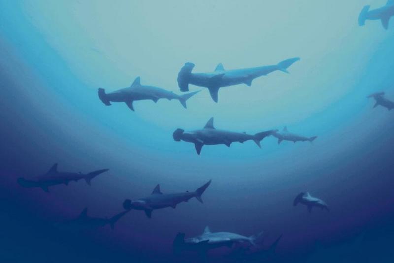 Hammerhead Shark (Sphyrna sp.) {!--귀상어류-->; DISPLAY FULL IMAGE.