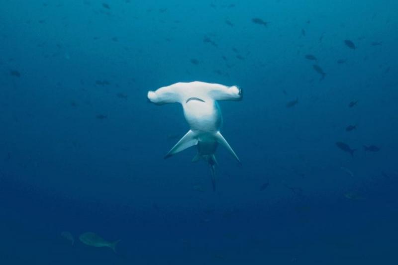 Hammerhead Shark (Sphyrna sp.) {!--귀상어류-->; DISPLAY FULL IMAGE.
