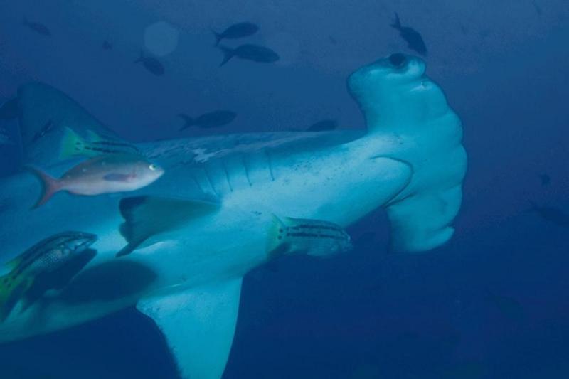 Hammerhead Shark (Sphyrna sp.) {!--귀상어류-->; DISPLAY FULL IMAGE.