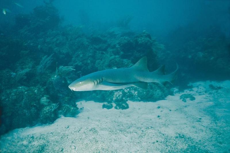 Nurse Shark (Ginglymostoma cirratum). {!--대서양수염상어-->; DISPLAY FULL IMAGE.