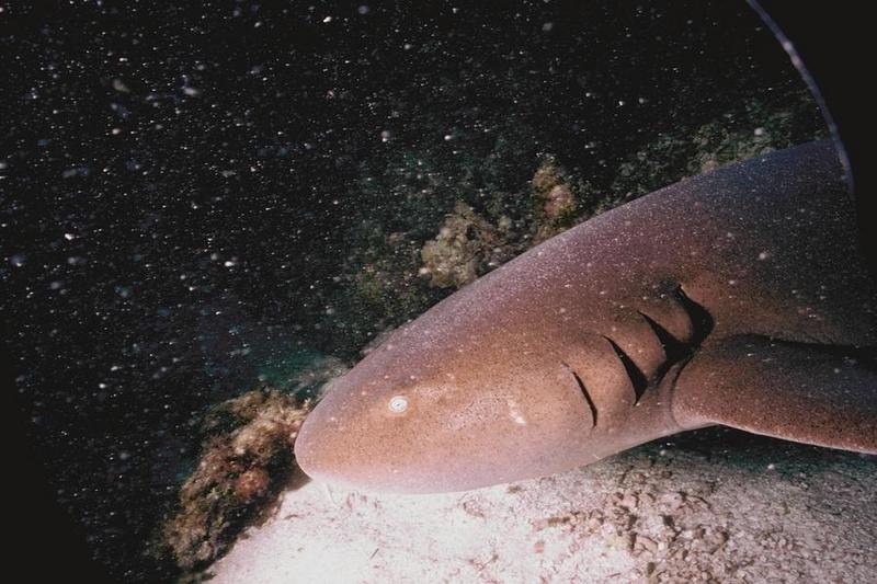 Nurse Shark (Ginglymostoma cirratum). {!--대서양수염상어-->; DISPLAY FULL IMAGE.