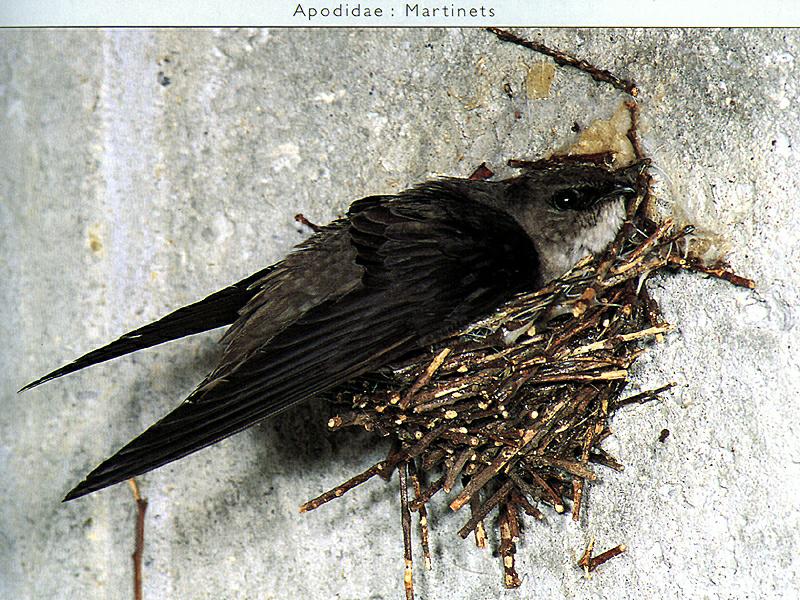 Chimney Swift (Chaetura pelagica) {!--굴뚝제비-->; DISPLAY FULL IMAGE.