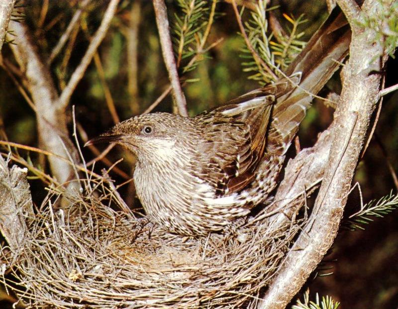 Little Wattlebird (Anthochaera lunulata) {!--작은아랫볏꿀빨이새-->; DISPLAY FULL IMAGE.