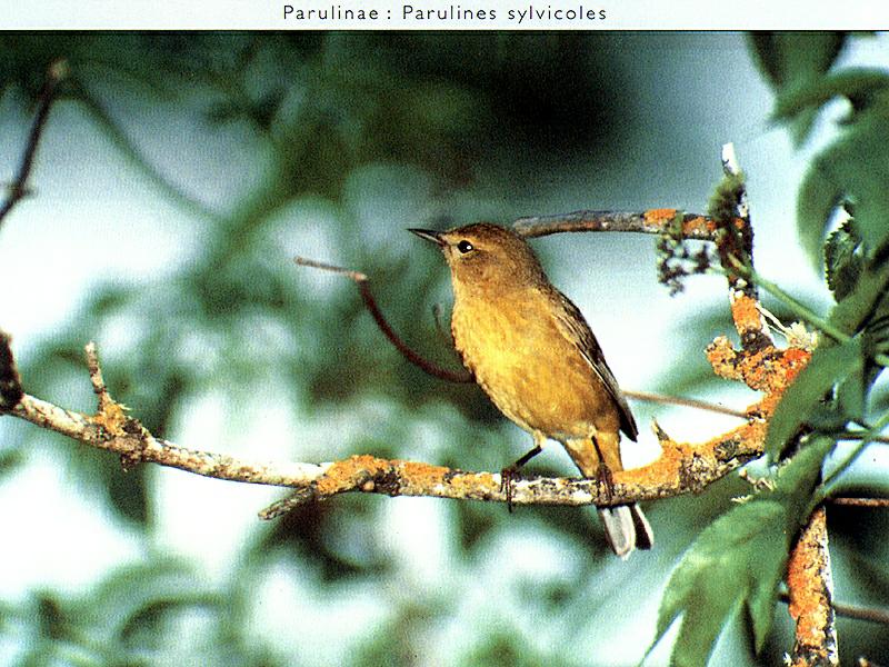 Warbler (Sylviinae) {!--솔새류-->; DISPLAY FULL IMAGE.