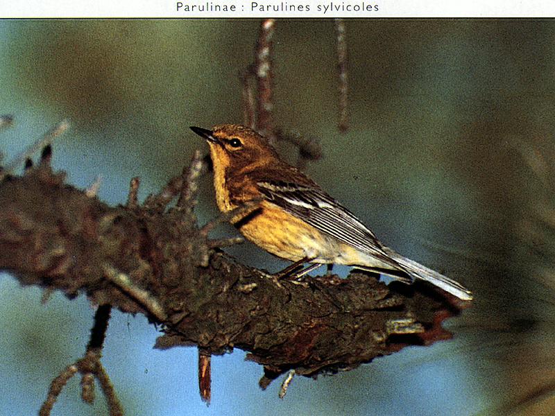 Warbler (Sylviinae) {!--솔새류-->; DISPLAY FULL IMAGE.
