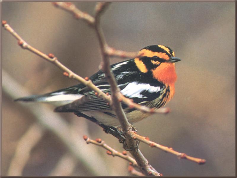 Blackburnian Warbler (Dendroica fusca) {!--블랙번솔새-->; DISPLAY FULL IMAGE.