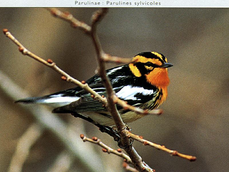 Blackburnian Warbler (Dendroica fusca) {!--블랙번솔새-->; DISPLAY FULL IMAGE.