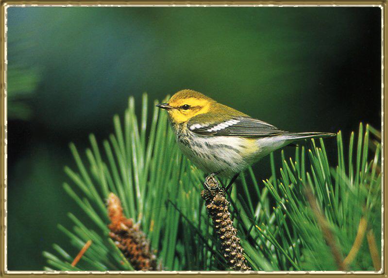 Black-throated Green Warbler (Dendroica virens) {!--검은턱푸른솔새-->; DISPLAY FULL IMAGE.