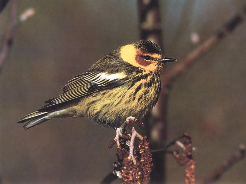 Cape May Warbler (Dendroica tigrina) {!--붉은뺨솔새-->; DISPLAY FULL IMAGE.