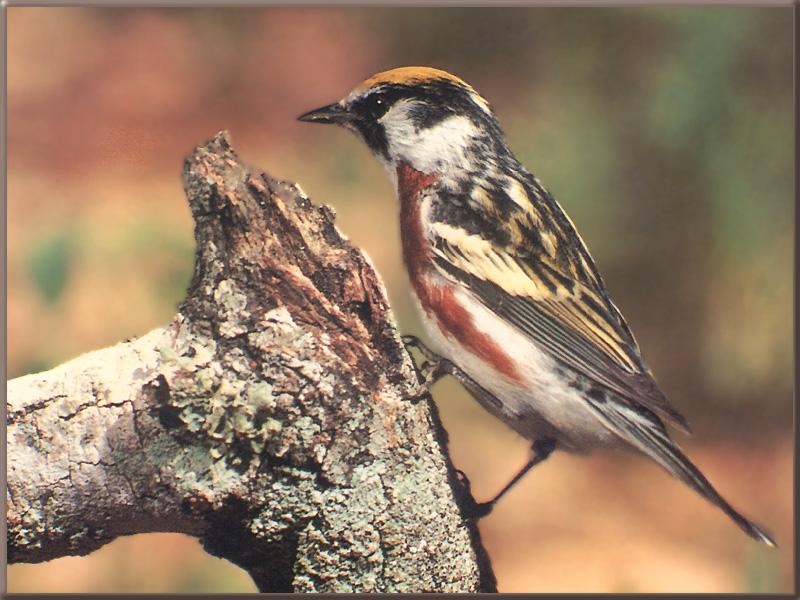 Chestnut-sided Warbler (Dendroica pensylvanica) {!--밤색허리솔새-->; DISPLAY FULL IMAGE.