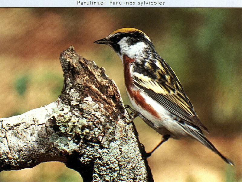 Chestnut-sided Warbler (Dendroica pensylvanica) {!--밤색허리솔새-->; DISPLAY FULL IMAGE.