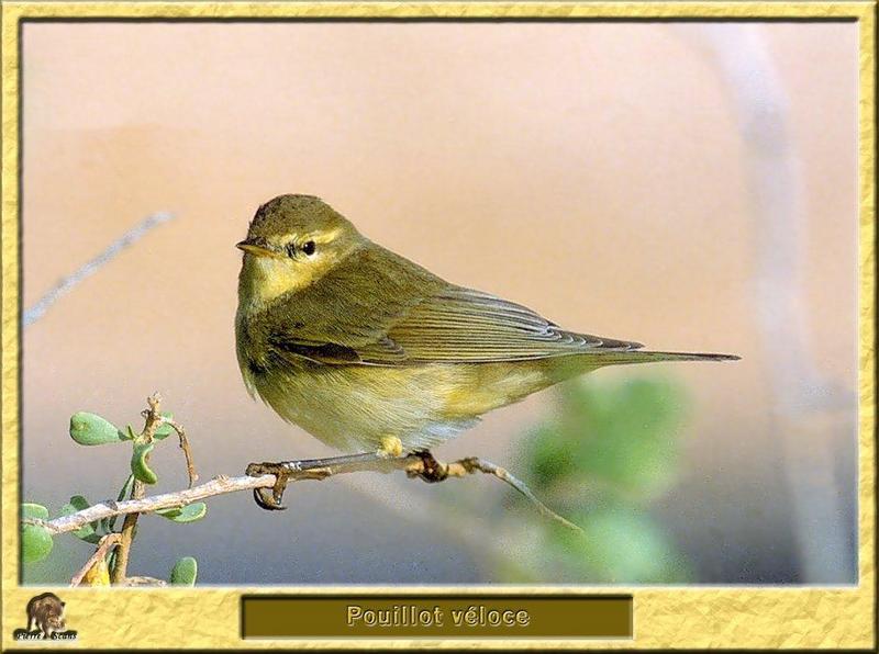 Eurasian or Common Chiffchaff (Phylloscopus collybita) {!--검은다리솔새-->; DISPLAY FULL IMAGE.