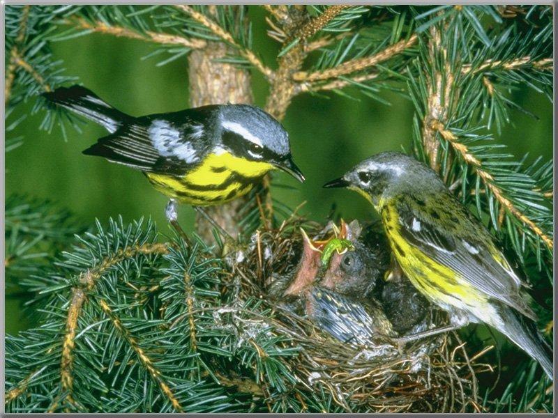 Magnolia Warbler family (Dendroica magnolia) {!--목련솔새-->; DISPLAY FULL IMAGE.