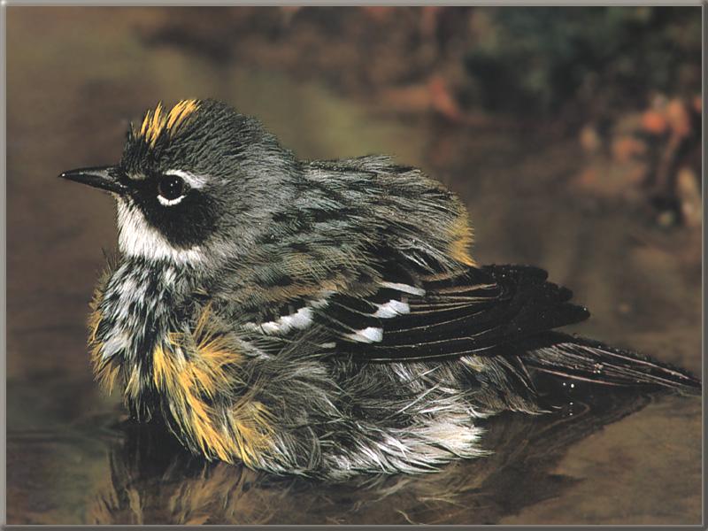 Yellow-rumped Warbler (Dendroica coronata) {!--노란엉덩이솔새-->; DISPLAY FULL IMAGE.