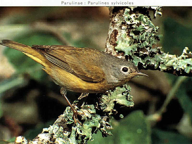 Nashville Warbler (Vermivora ruficapilla) {!--내쉬빌솔새-->; DISPLAY FULL IMAGE.