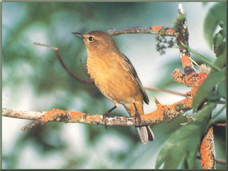 Orange-crowned Warbler (Vermivora celata) {!--오렌지머리솔새-->; DISPLAY FULL IMAGE.